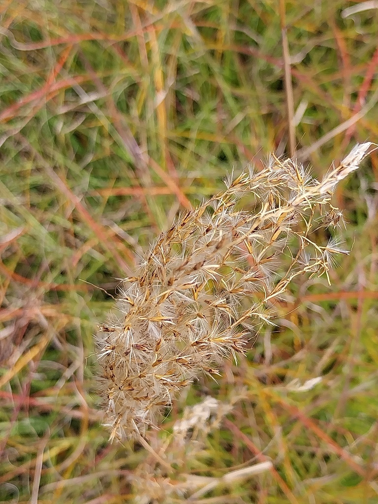[MISSSEREN] MISCANTHUS SINENSIS 'SERENGETI' R (Pot 9 cm)