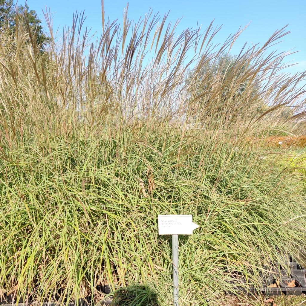 [MISSYDANC] MISCANTHUS SINENSIS 'YAKA DANCE' (Pot 9 cm)