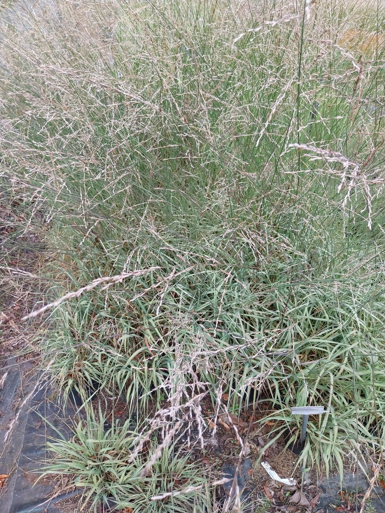 [MOLCCARMA] MOLINIA CAERULEA  'CARMARTHEN'
