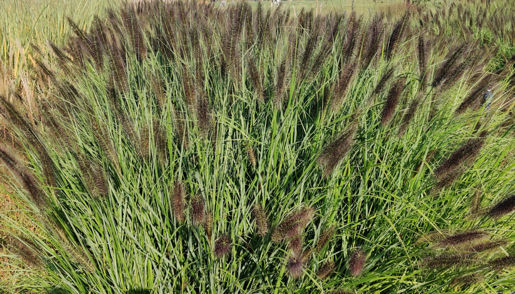 [PENARHEAD] PENNISETUM ALOPECUROIDES 'RED HEAD'