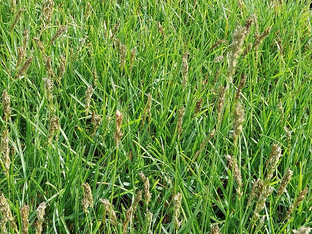 [SESAGHYBR] SESLERIA AUTUMNALIS 'GREENLEE HYBRID' (Pot 9 cm)