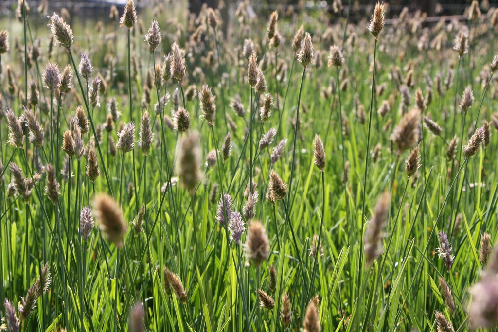 [SESHBPORC] SESLERIA HEUFLERIANA 'BLUE PORCUPINE' (Pot 9 cm)