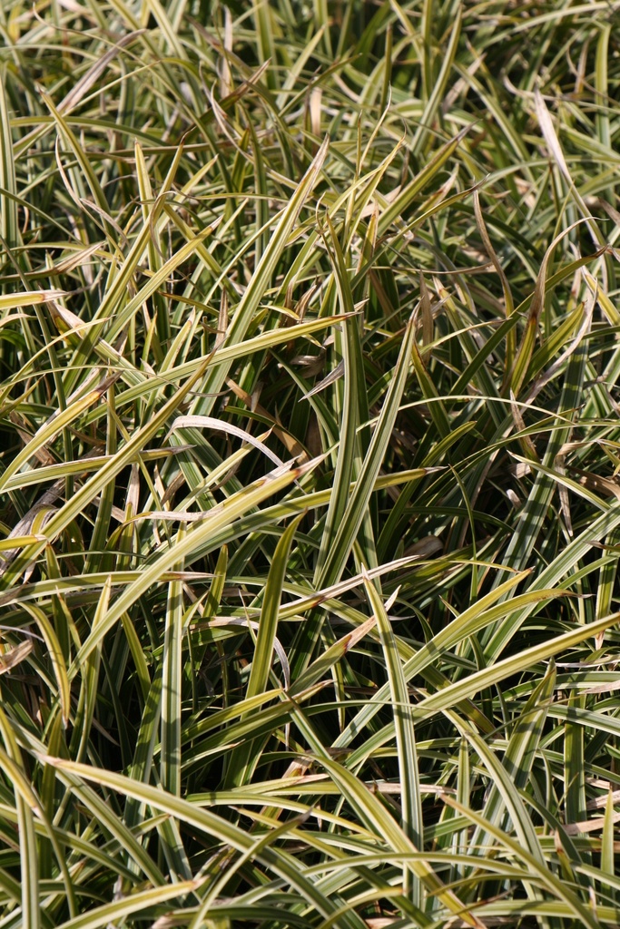 [SGCARMID] CAREX MORROWII 'ICE DANCE' (Pot 9 cm)