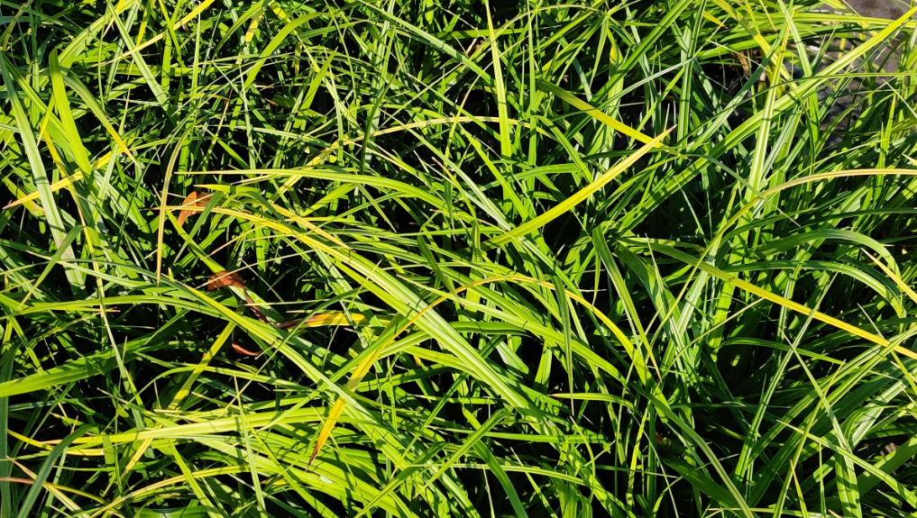 [SGCARMOR] CAREX MORROWII