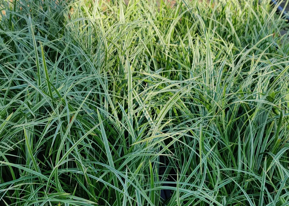 [SGCARMVA] CAREX MORROWII 'VARIEGATA' (Pot 9 cm)
