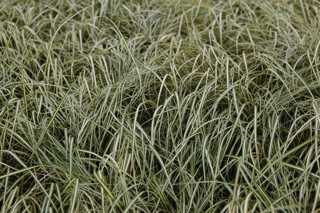 CAREX OSHIMENSIS EVERGOLD