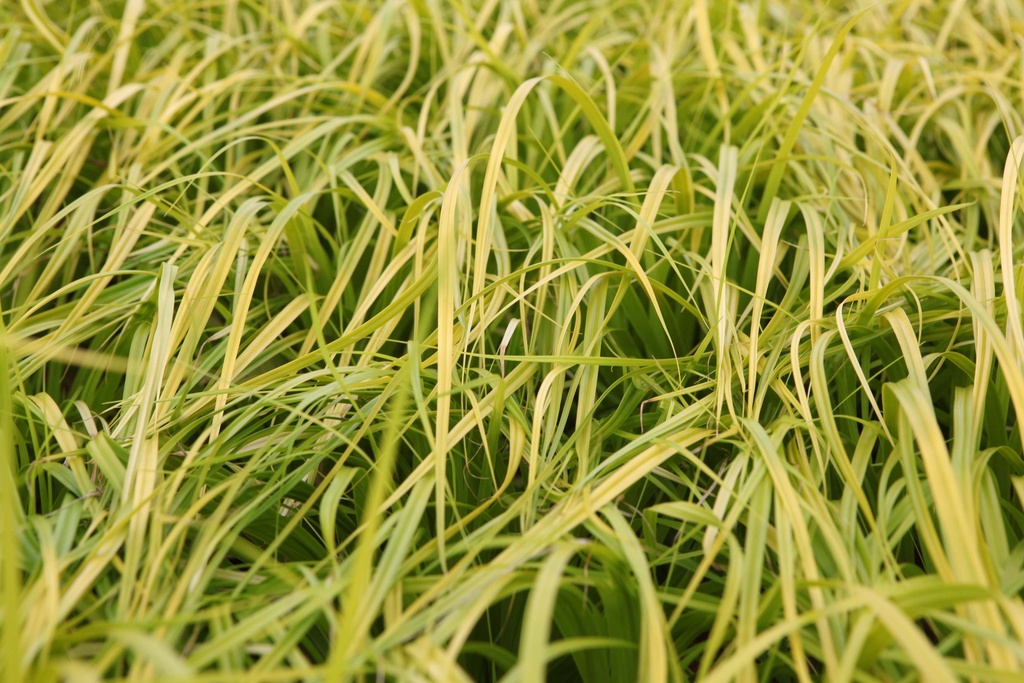 CAREX OSHIMENSIS 'EVERILLO'
