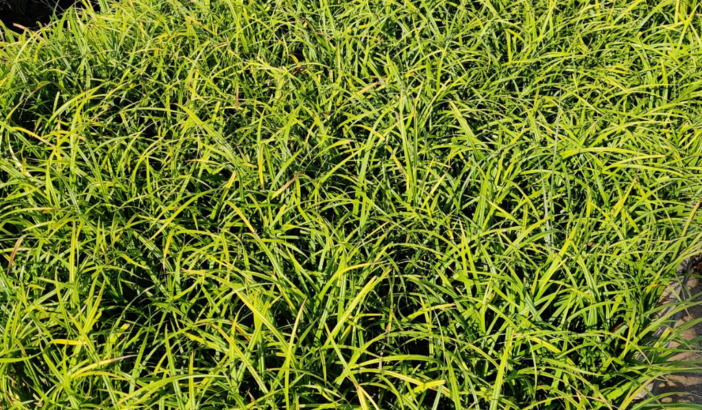 [SGCARSYL] CAREX SYLVATICA