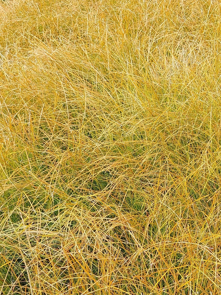[SGCARTPF] CAREX TESTACEA 'PRAIRIE FIRE' (Pot 9 cm)