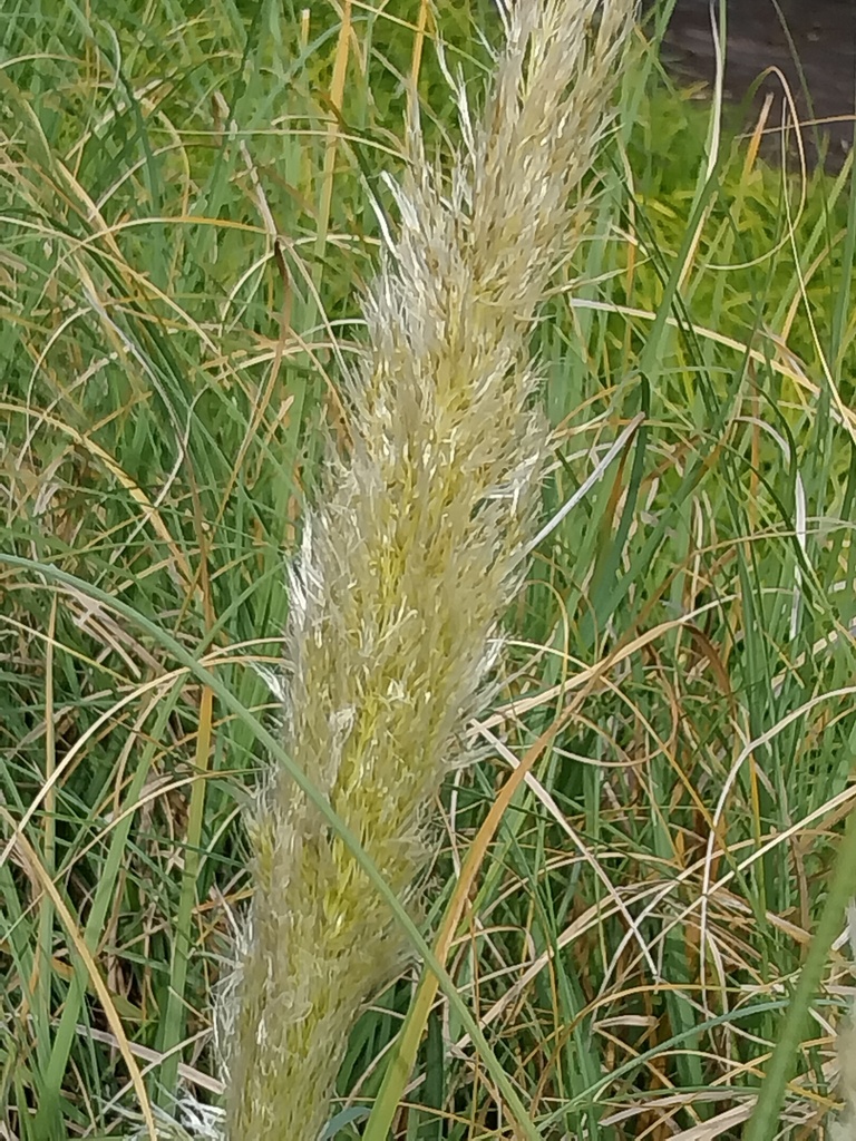[SGCORSPU12] CORTADERIA SELLOANA 'PUMILA' (Pot 13 cm)