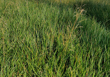 [SGDESCPA] DESCHAMPSIA CESPITOSA 'PALAVA' (Pot 9 cm)