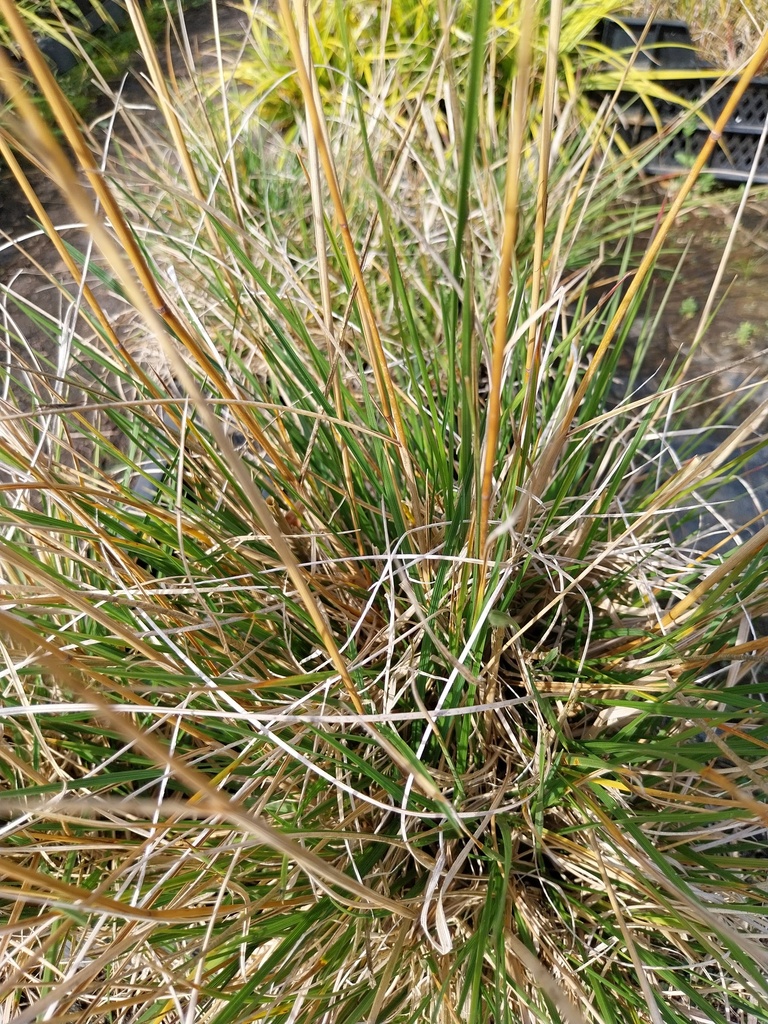 [SGDESCTA] DESCHAMPSIA CESPITOSA 'TARDIFLORA'