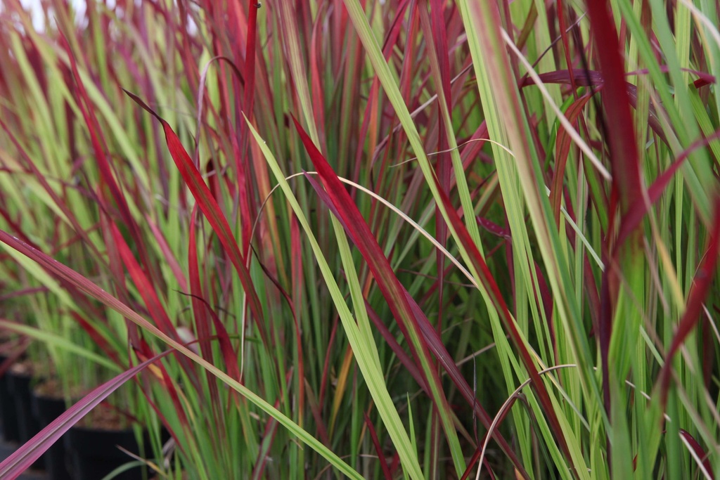 IMPERATA CYLINDRICA 'RED BARON'