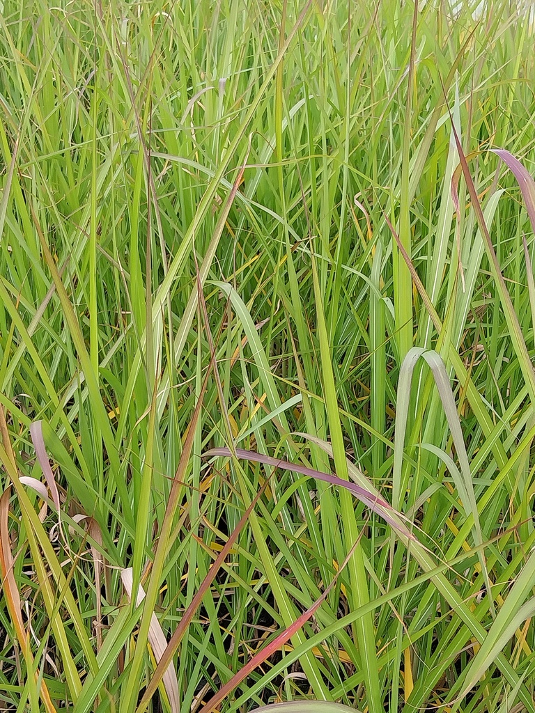 [SGMISGIG09] MISCANTHUS GIGANTEUS (Pot 9 cm)