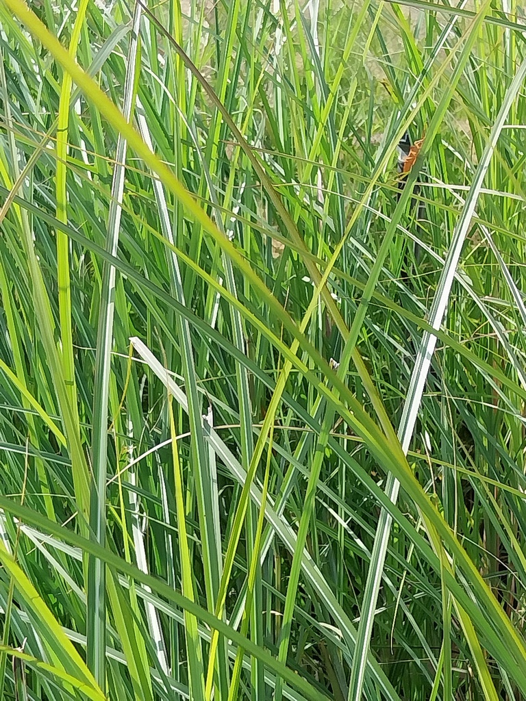[SGMISSGR09] MISCANTHUS SINENSIS 'GRACILLIMUS' (Pot 9 cm)