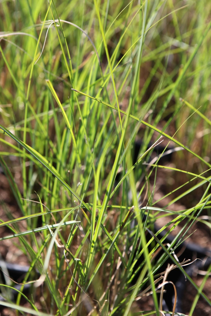 MISCANTHUS SINENSIS 'GRACILLIMUS'