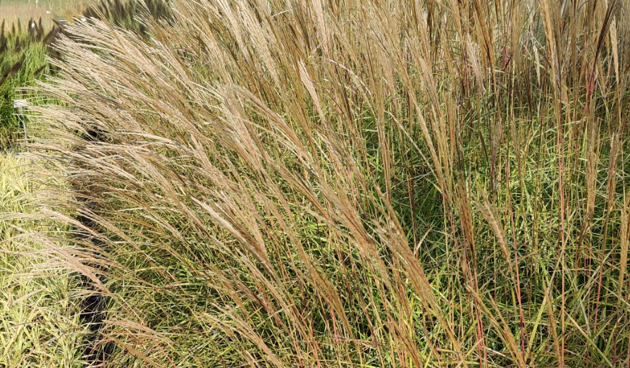 [SGMISSHM] MISCANTHUS SINENSIS 'HERMAN MUSSEL'