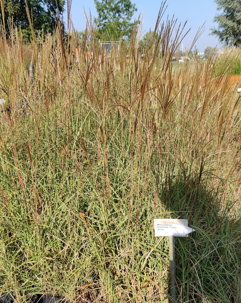 [SGMISSYJ09] MISCANTHUS SINENSIS 'YAKU JIMA'   (YAKU DWARF) (Pot 9 cm)