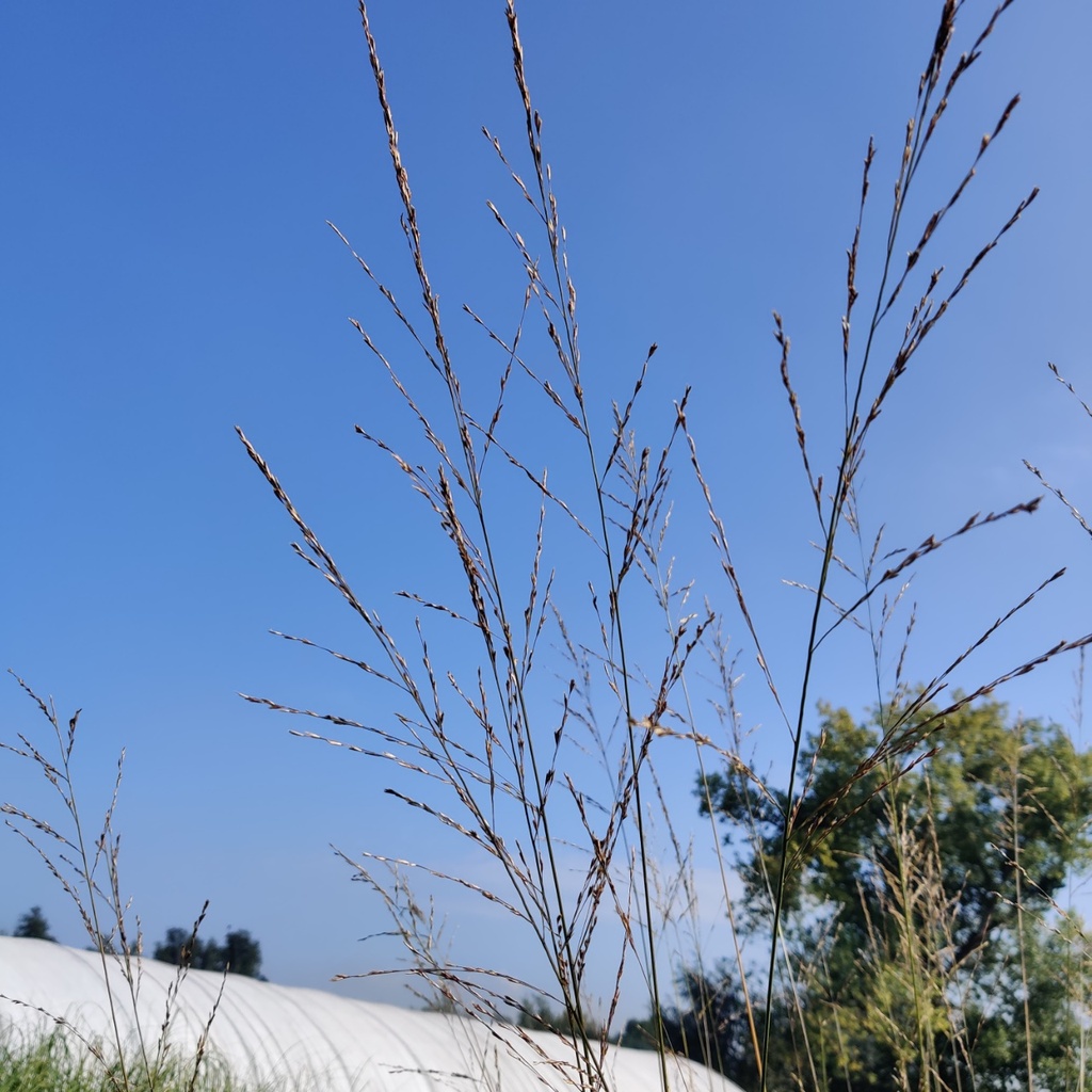 [SGMOLAKF] MOLINIA ARUNDINACEA 'KARL FOERSTER'