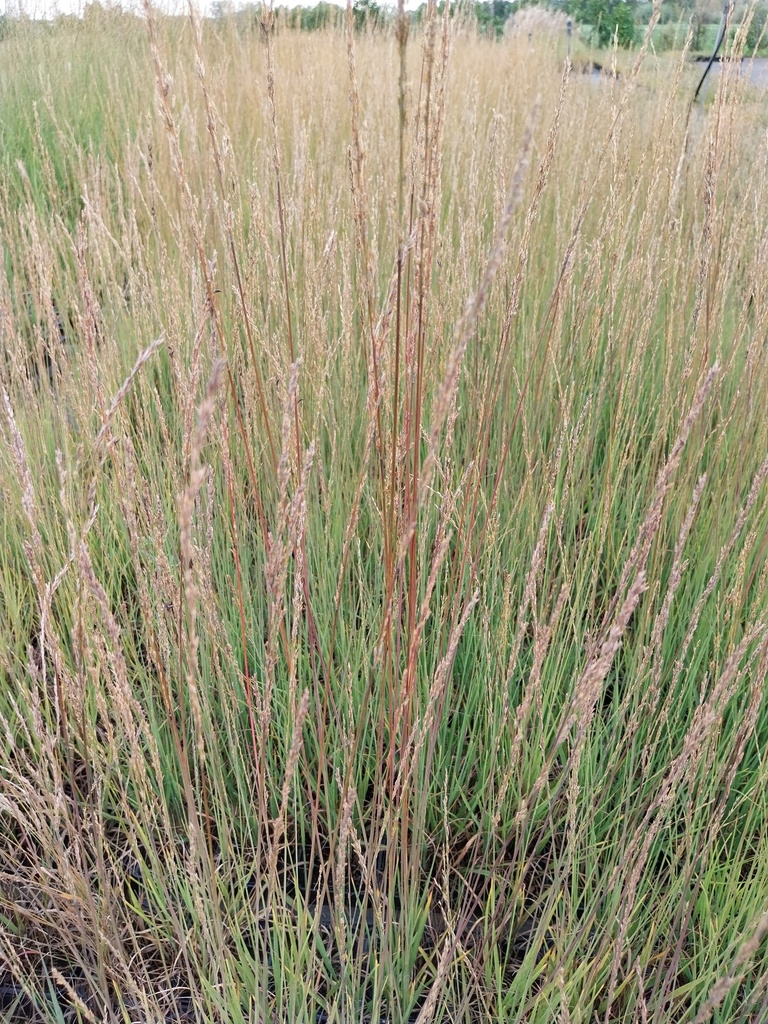 [SGMOLCHE] MOLINIA CAERULEA 'HEIDEBRAUT' (Pot 9 cm)