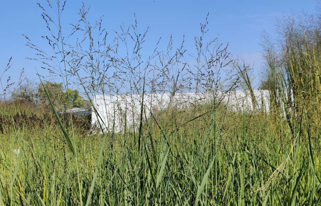[SGPANVBG] PANICUM VIRGATUM 'BUFFALO GREEN'