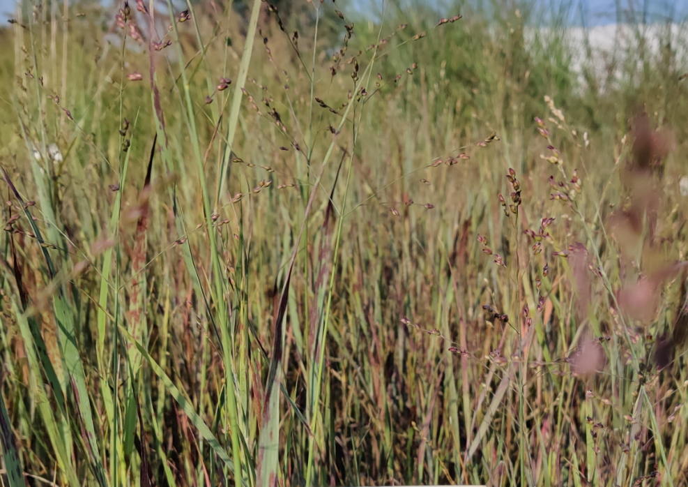 [SGPANVCA] PANICUM VIRGATUM 'CARDINAL'