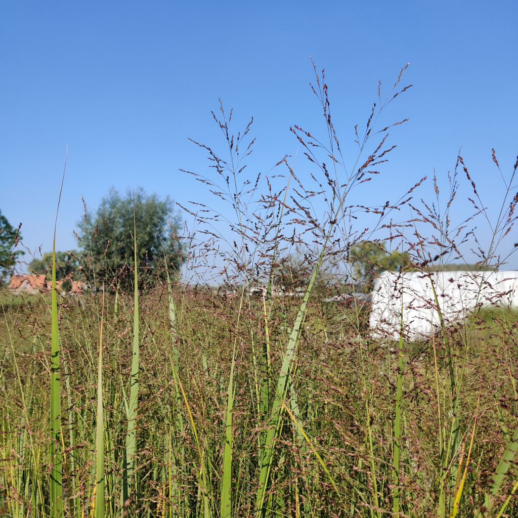[SGPANVNO] PANICUM VIRGATUM 'NORTHWIND'
