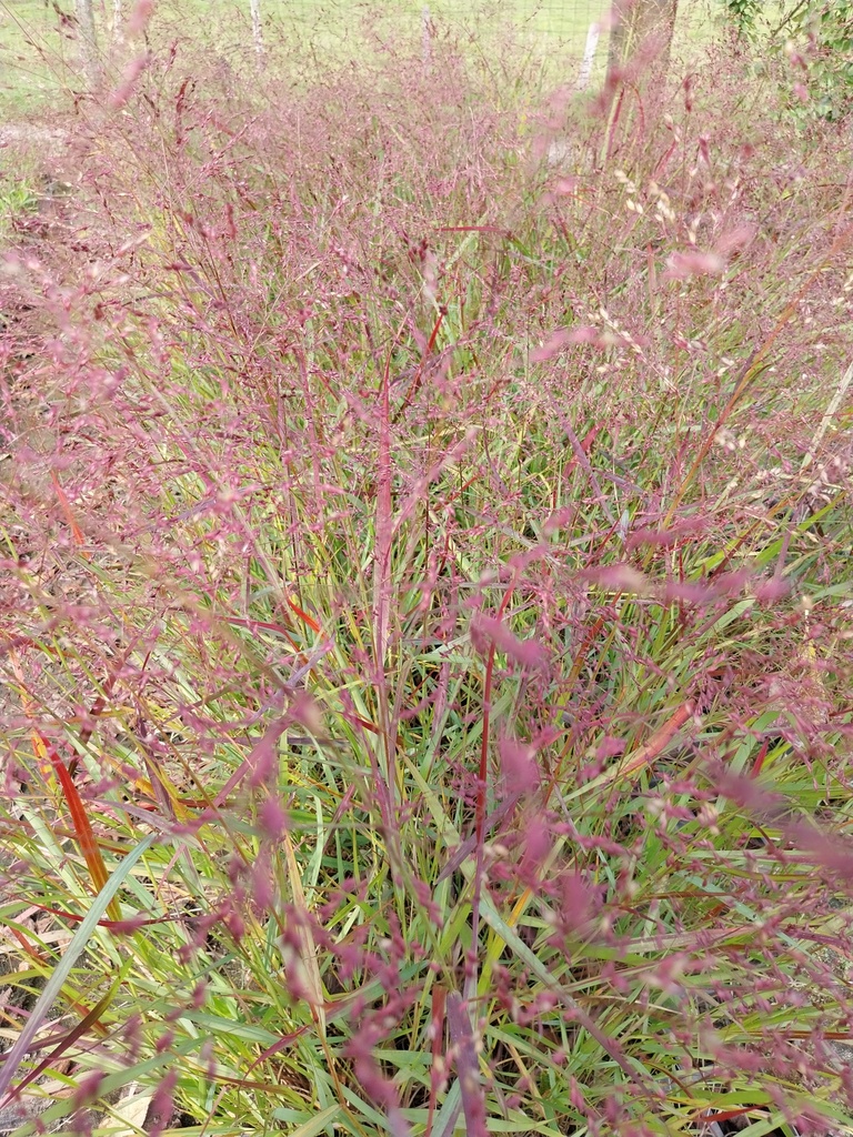 [SGPANVSQ] PANICUM VIRGATUM 'SQUAW'