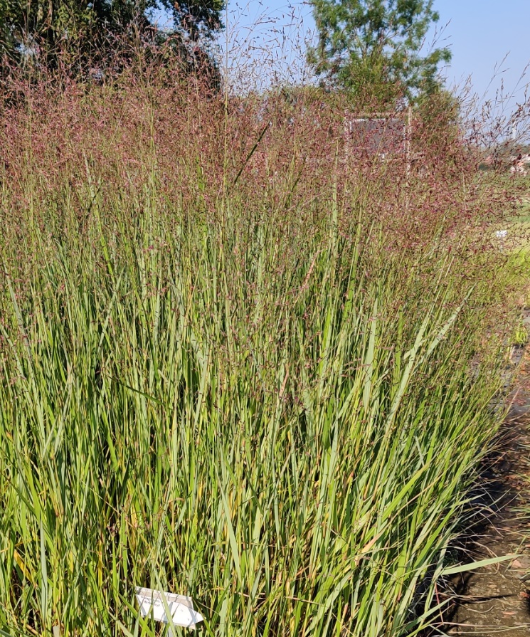 [SGPANVWA] PANICUM VIRGATUM 'WARRIOR'