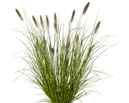 [SGPENACA] PENNISETUM ALOPECUROIDES 'CASSIAN'