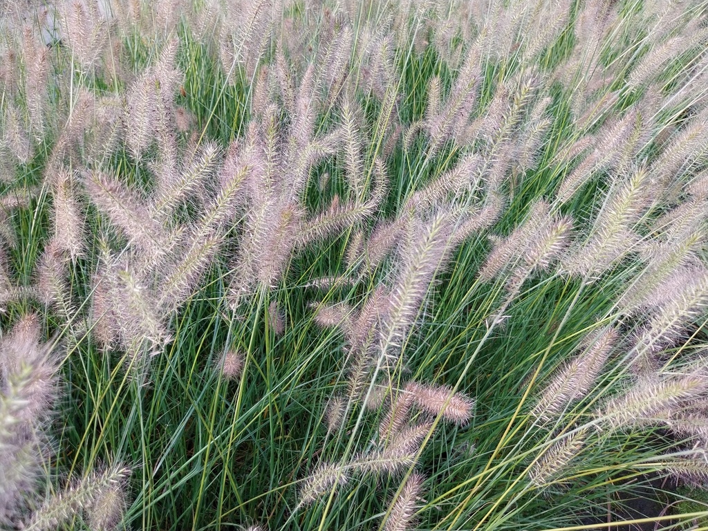 [SGPENAHA09] PENNISETUM ALOPECUROIDES 'HAMELN' (Pot 9 cm)