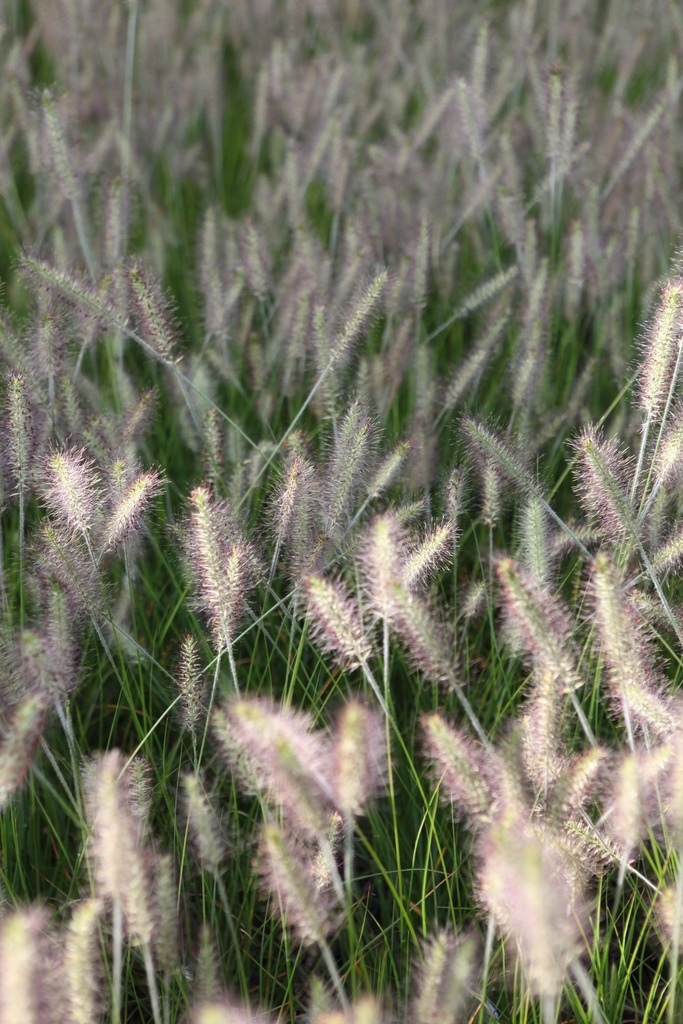 [SGPENAHA09] PENNISETUM ALOPECUROIDES 'HAMELN' (Pot 9 cm)