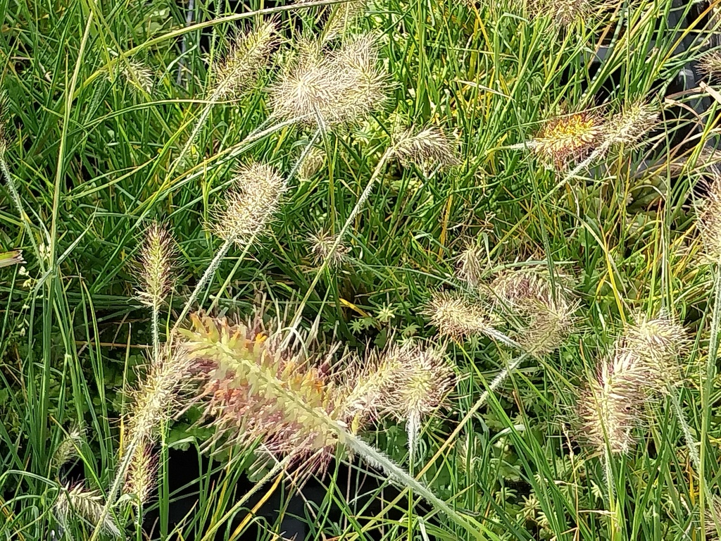 [SGPENALB] PENNISETUM ALOPECUROIDES 'LITTLE BUNNY' (Pot 9 cm)