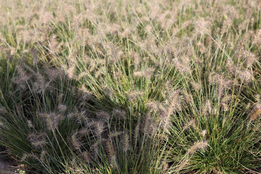 PENNISETUM ALOPECUROIDES 'LITTLE BUNNY'