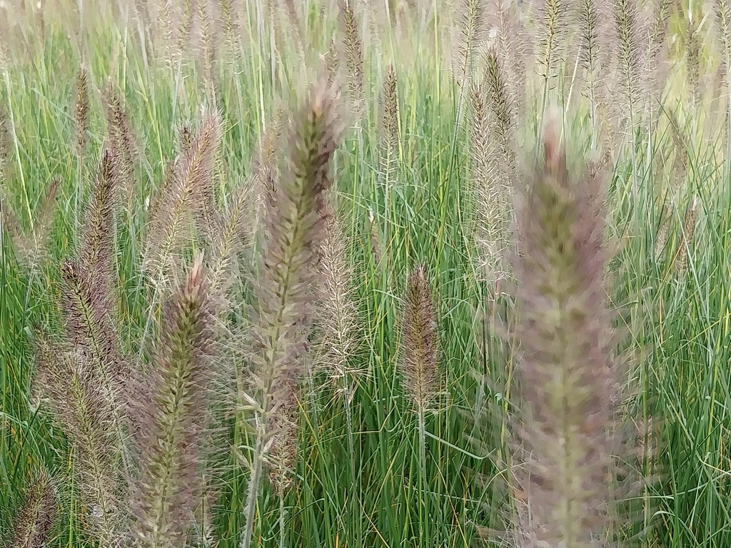 PENNISETUM ALOPECUROIDES