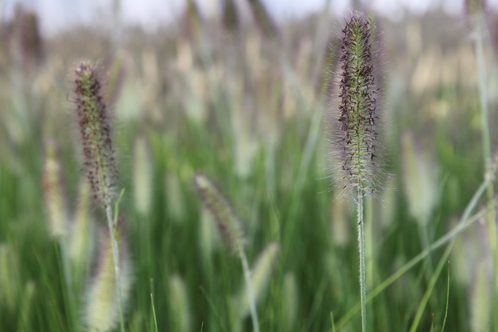 [SGPENALO09] PENNISETUM ALOPECUROIDES (Pot 9 cm)