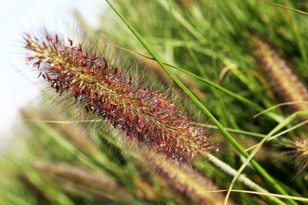 [SGPENAMO] PENNISETUM ALOPECUROIDES 'MOUDRY' (Pot 9 cm)