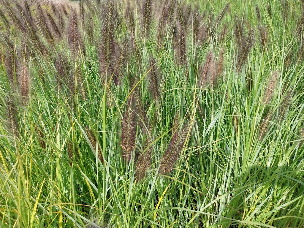 [SGPENAVI] PENNISETUM ALOPECUROIDES F. VIRIDESCENS