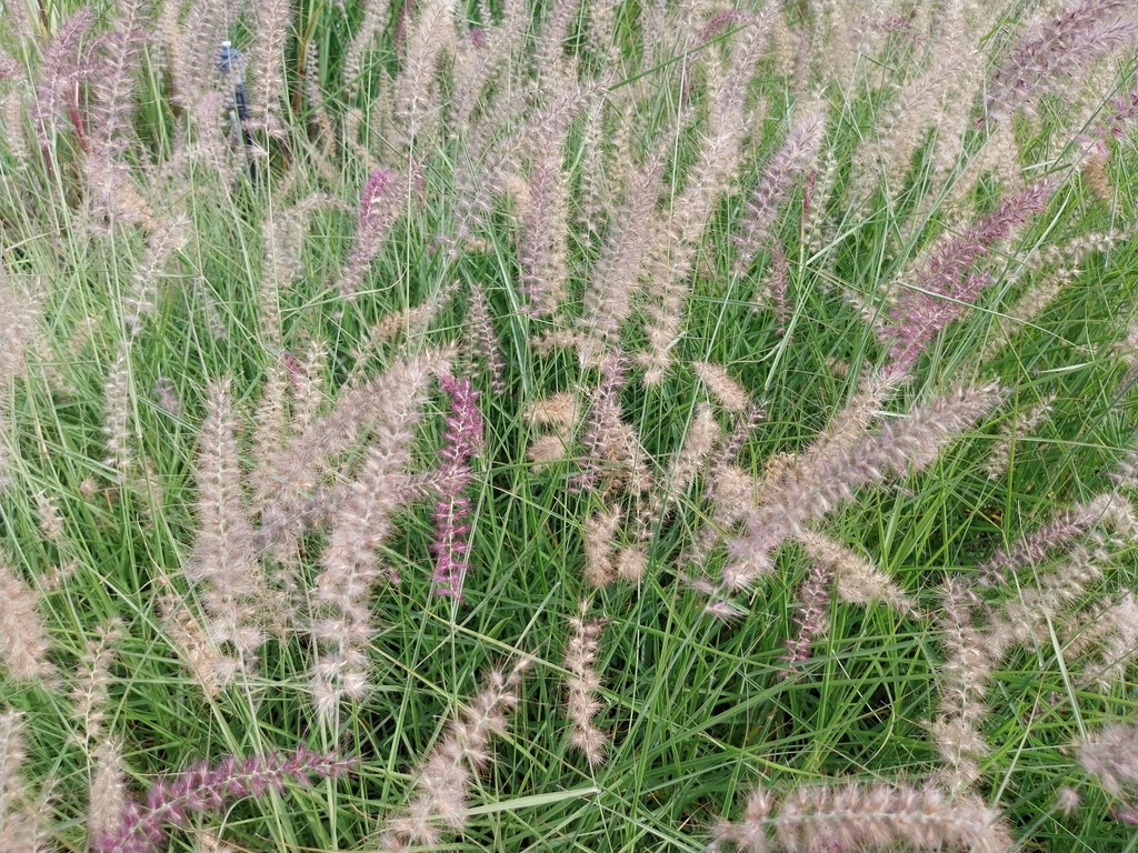 [SGPENOFL] PENNISETUM ORIENTALE 'FLAMINGO'