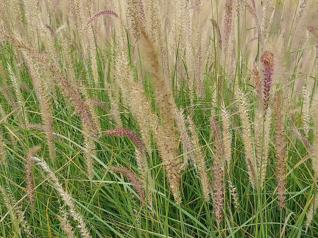 [SGPENOTT] PENNISETUM ORIENTALE 'TALL TAILS' (Pot 9 cm)