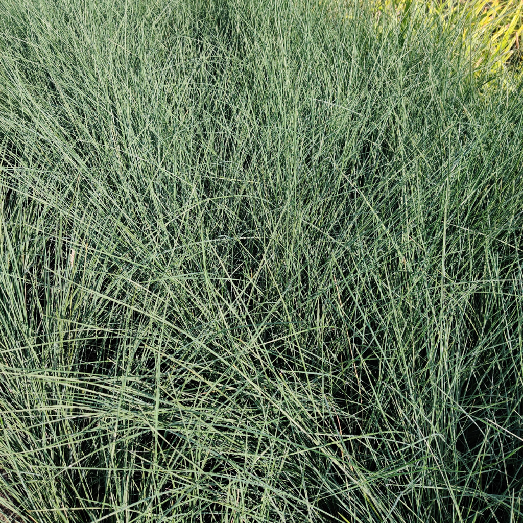 [SGPOALAB] POA LABILLARDIEREI (Pot 9 cm)