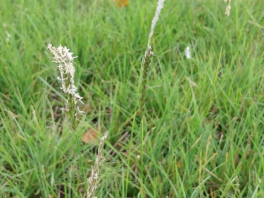 [SGSESAUT] SESLERIA AUTUMNALIS