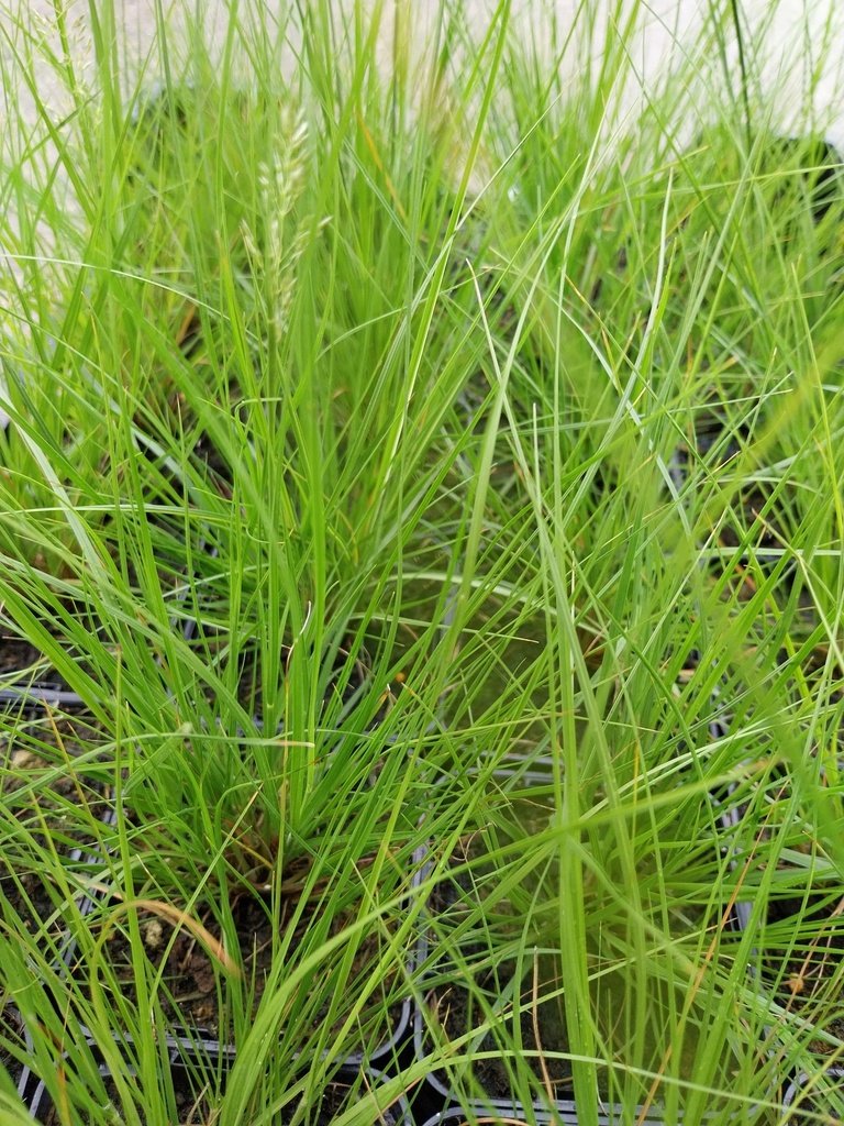 [SGSPOHCL] SPOROBOLUS HETEROLEPIS 'CLOUD'