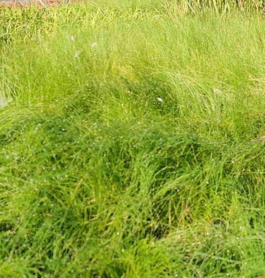 [SGSTITEN] STIPA TENUISSIMA
