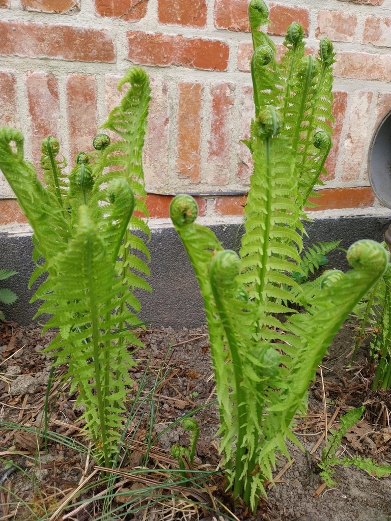 [VAMATSTR] MATTEUCIA STRUTHIOPTERIS