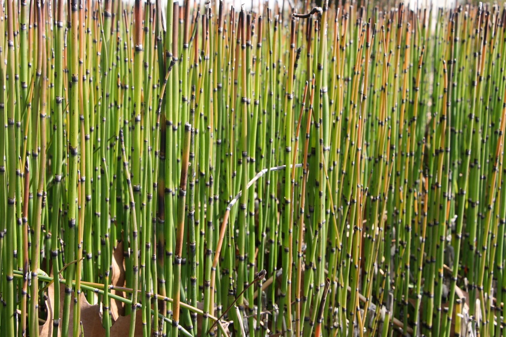 [WPEQUJAP] EQUISETUM HYEMALE JAPONICUM