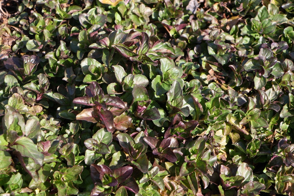 [WPMENAQU] MENTHA AQUATICA