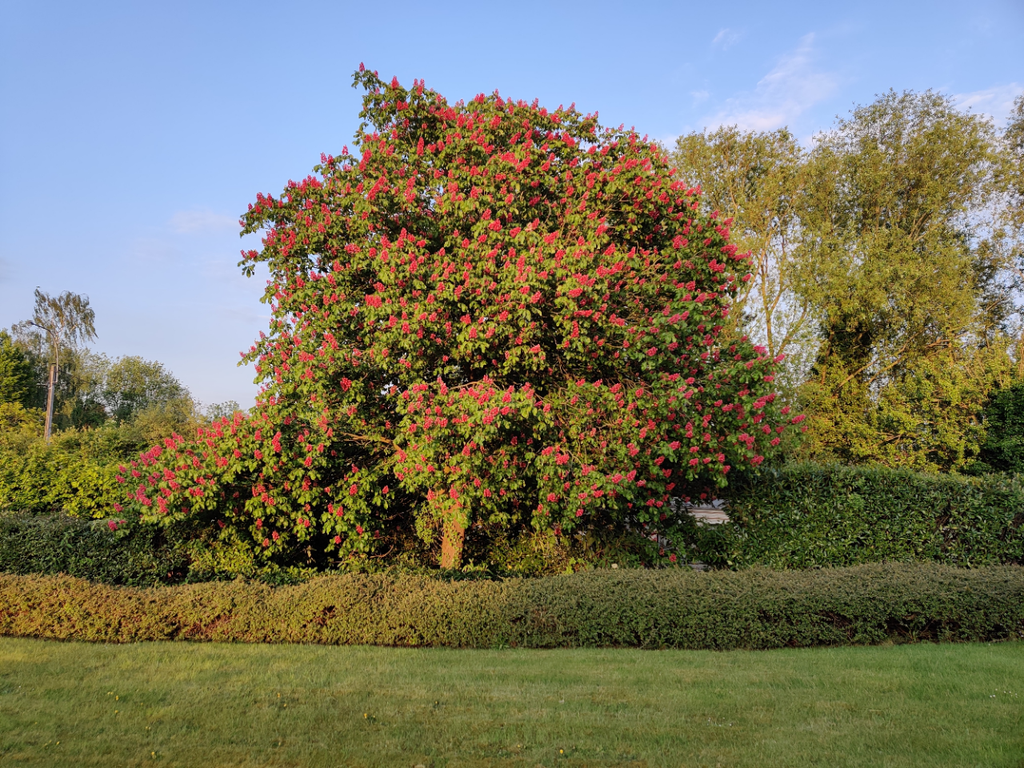 [ACARH8] AESCULUS CARNEA (8-10 cm)
