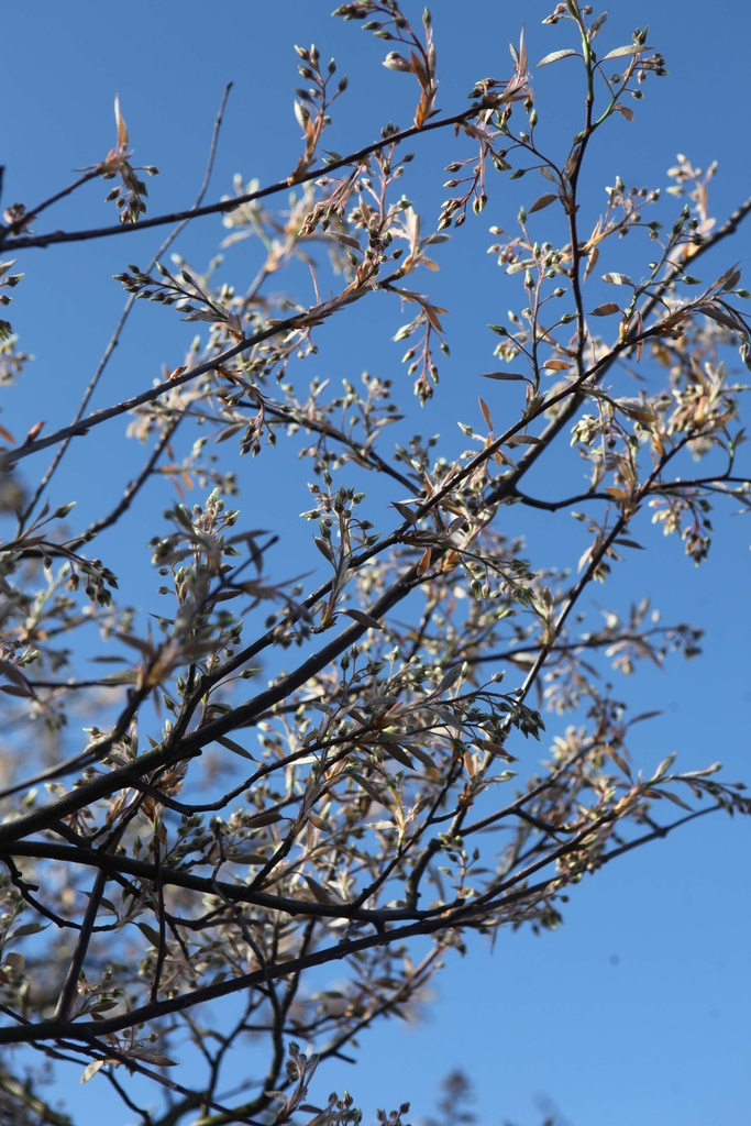 [ALA3] AMELANCHIER LAMARCKII (Blote wortel, 60-80 cm)