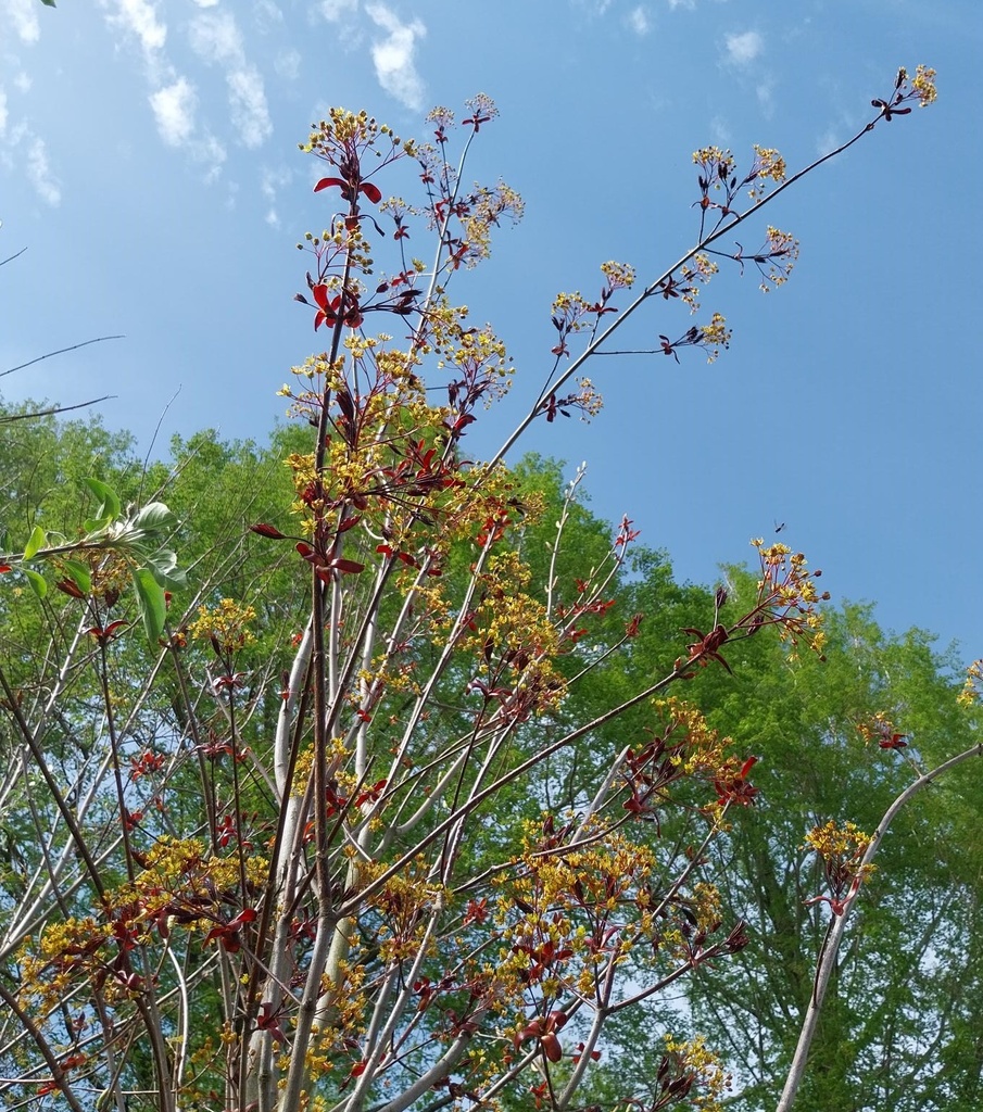 [APRREH6] ACER PLATANOIDES 'ROYAL RED' HOOGSTAM (Blote wortel, 6-8 cm)